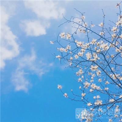 幻域神姬变态版下载